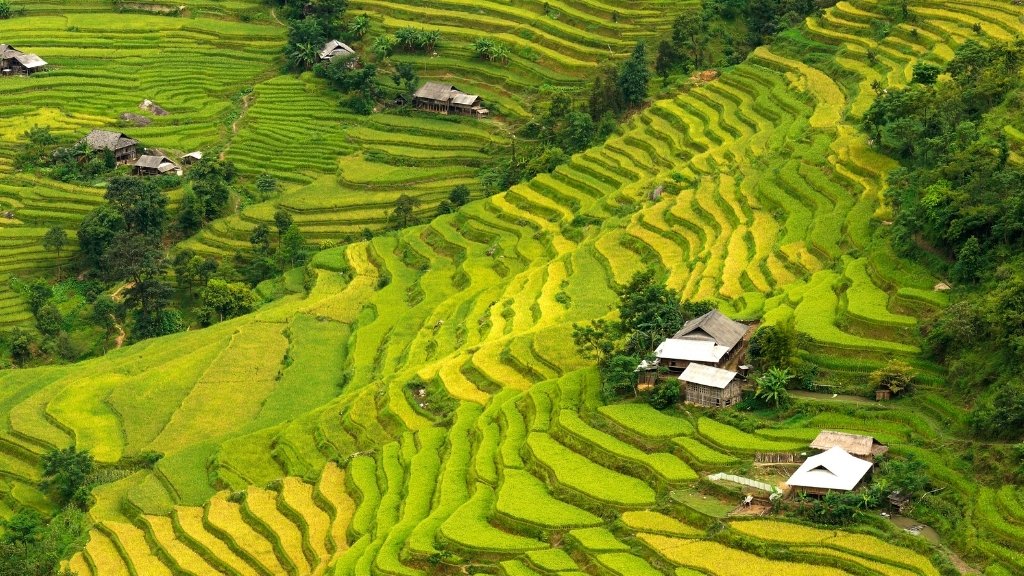 Rizières en terrasses de Hoang Su Phi