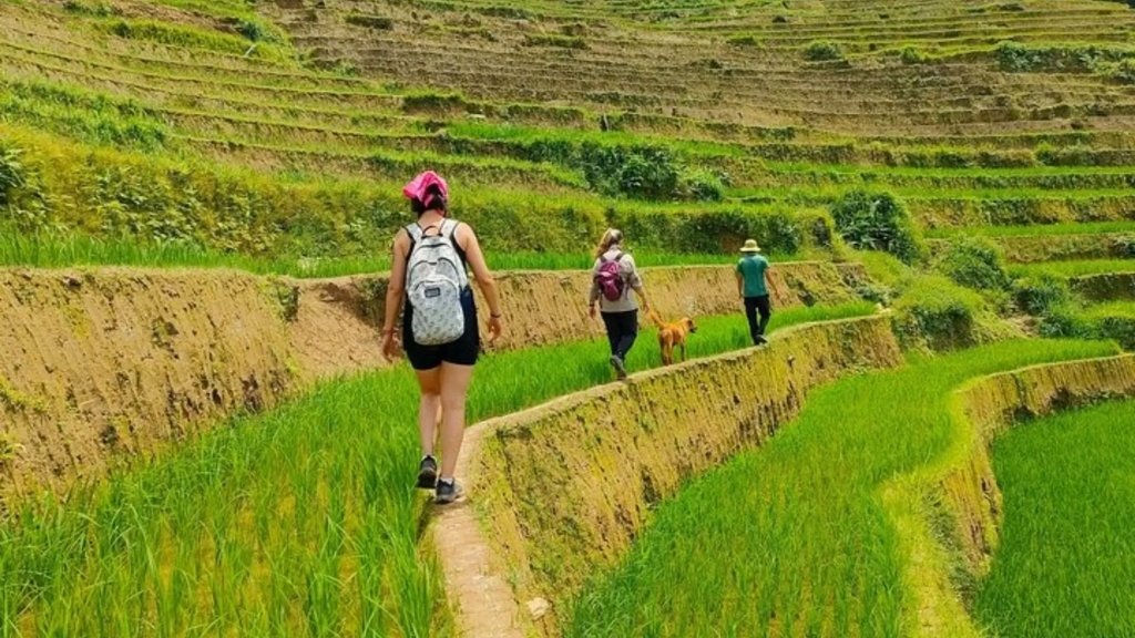 Trek through rice fields in Mu Cang Chai
