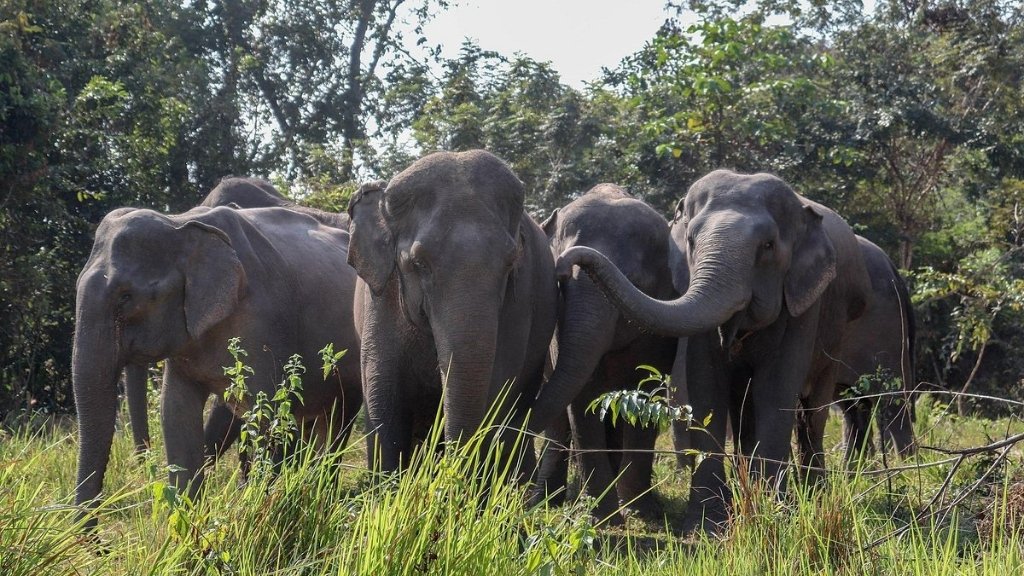 Kulen Promtep wildlife sanctuary