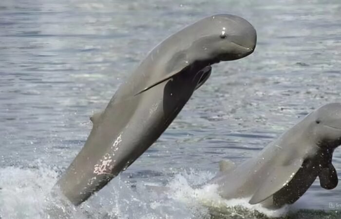 Observer les dauphins d’Irrawaddy