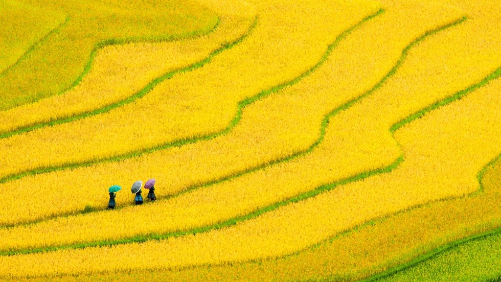 Tu Le valley - Attractions in Mu Cang Chai